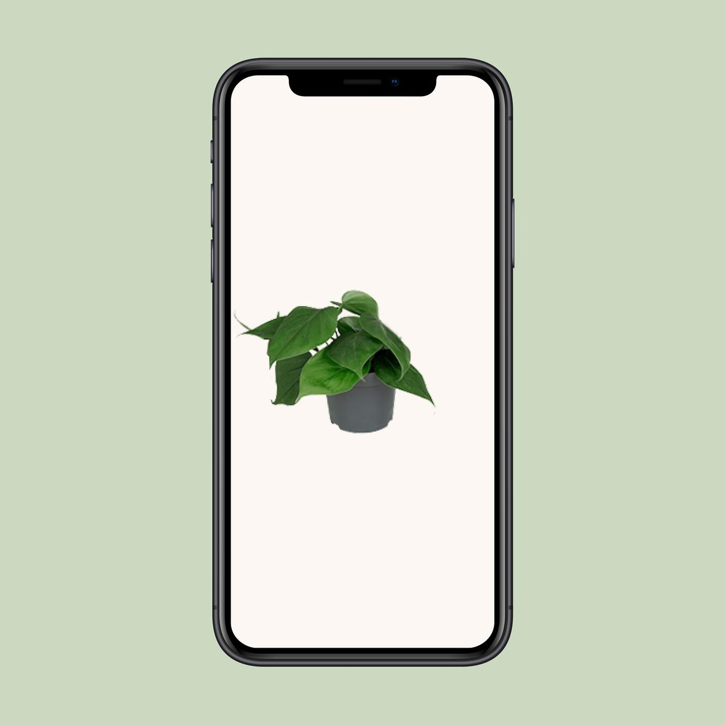 Philodendron Scandens – Pflegeleichte Zimmerpflanze Ø12cm