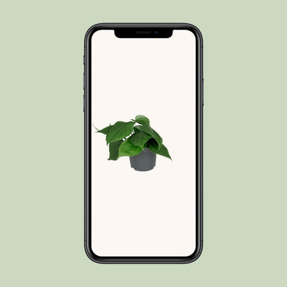 Philodendron Scandens – Pflegeleichte Zimmerpflanze Ø12cm