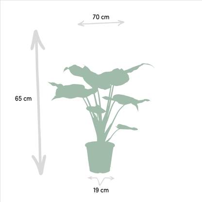 Alokasie Duo: Exotische Zimmerpflanzen 60-75 cm