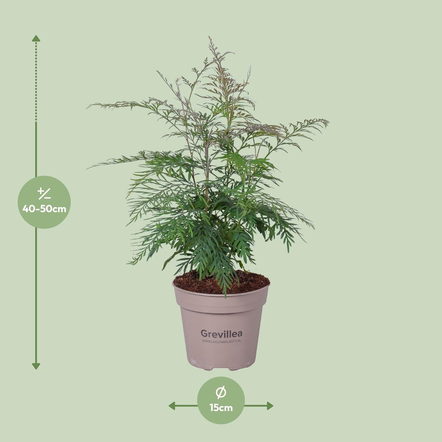 Grevillea Robusta - Pflegeleichter Zimmerbaum Ø15cm