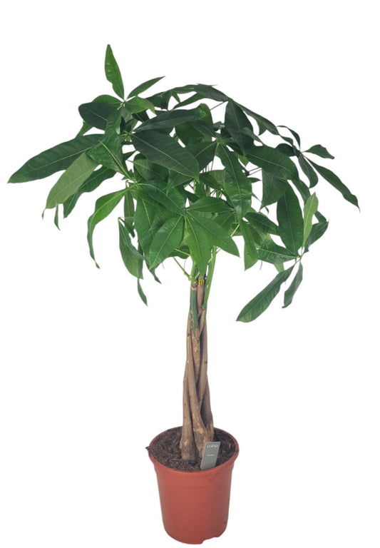 Pachira Aquatica – Pflegeleichte Zimmerpflanze Ø21 cm