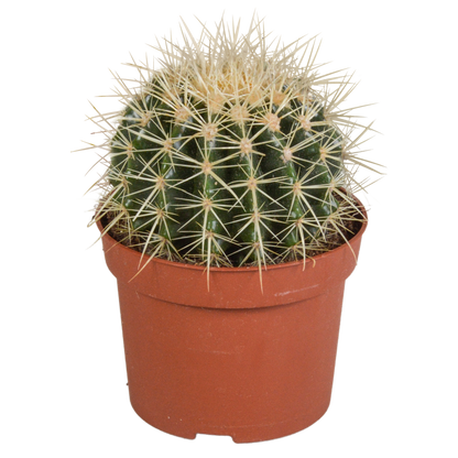 Echinocactus grusonii – Pflegeleichter Kugelkaktus 12 cm