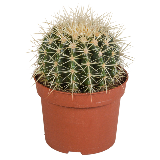 Echinocactus grusonii – Pflegeleichter Kugelkaktus 12 cm