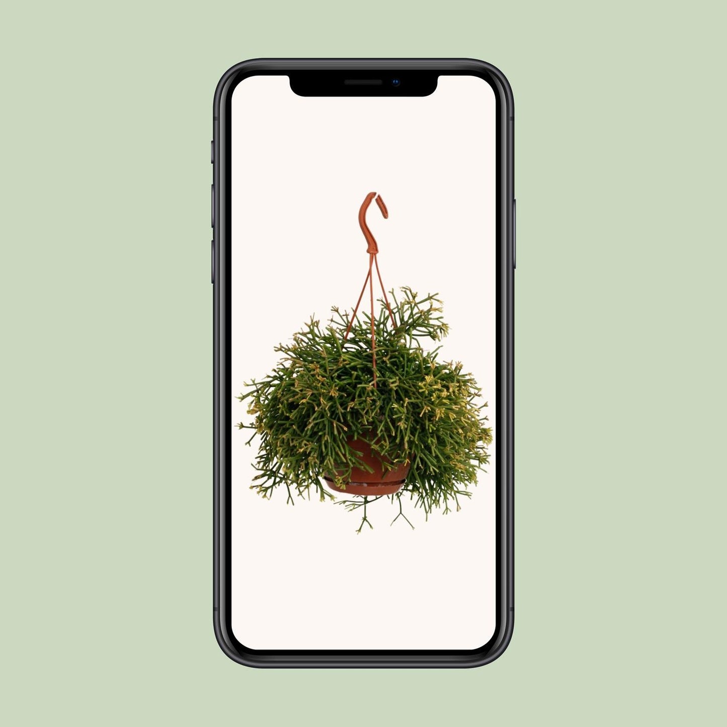 Rhipsalis Clavata – Pflegeleichte und luftreinigende Zimmerpflanze