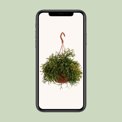 Rhipsalis Clavata – Pflegeleichte und luftreinigende Zimmerpflanze