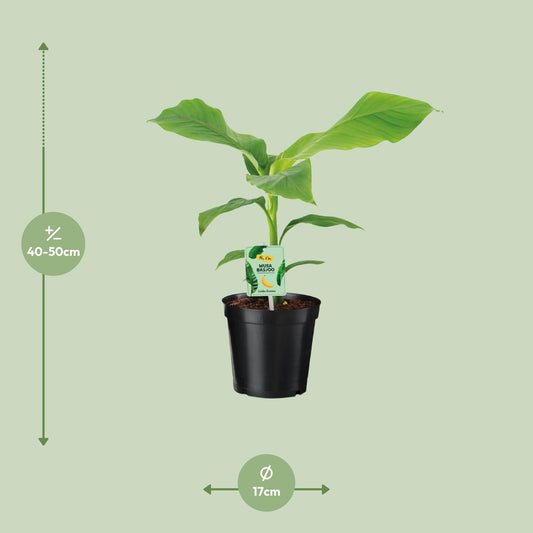 Musa Basjoo Bananenbaum Ø17 cm – 45 cm hoch, pflegeleicht & robust