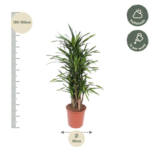 Dracaena Riki – Pflegeleichte Zimmerpflanze 140 cm