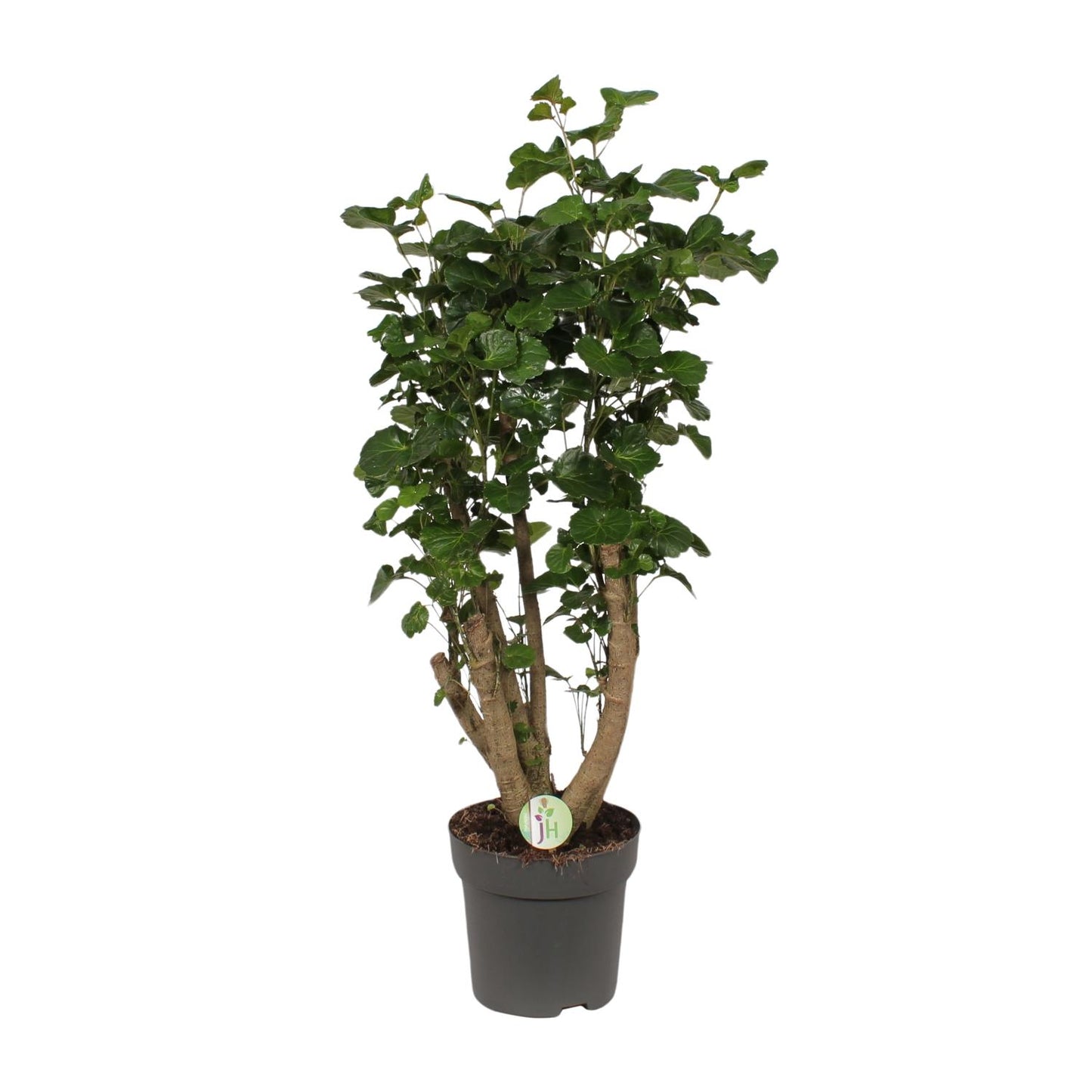 Polyscias Lemon – Bogenaralie Zimmerpflanze 95 cm