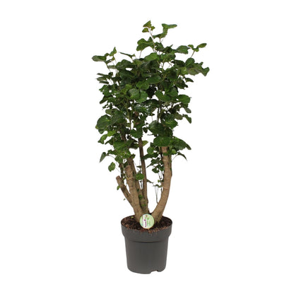 Polyscias Lemon – Bogenaralie Zimmerpflanze 95 cm