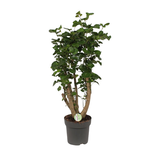 Polyscias Lemon – Bogenaralie Zimmerpflanze 95 cm