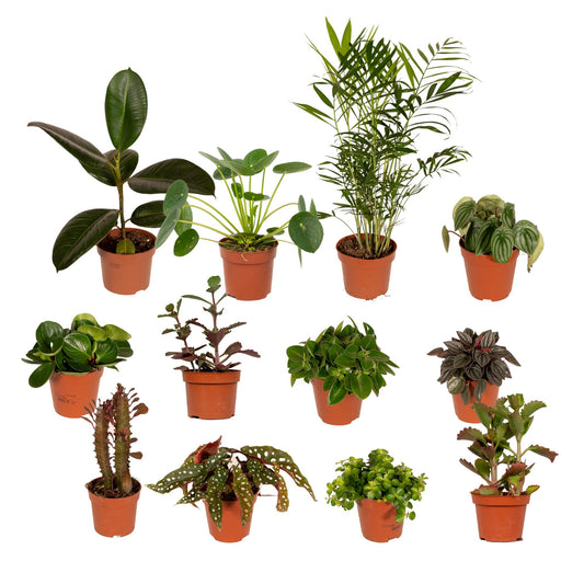 Außenseiterbox – 12 einzigartige pflegeleichte Pflanzen Ø12cm