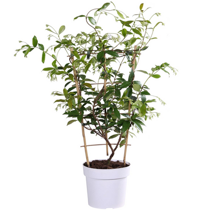 Trachelospermum 'Star of Toscana' – Toskanischer Jasmin Gelb Ø15cm