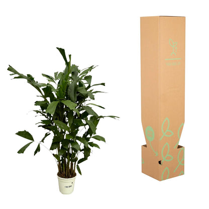 Caryota Mitis – Pflegeleichte Fischschwanzpalme 110 cm