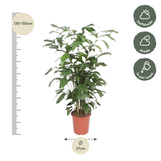 Caryota Mitis – Pflegeleichte Fischschwanzpalme 140 cm