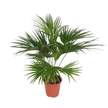 Livistona Chinensis – Tropische Zimmerpalme 170 cm