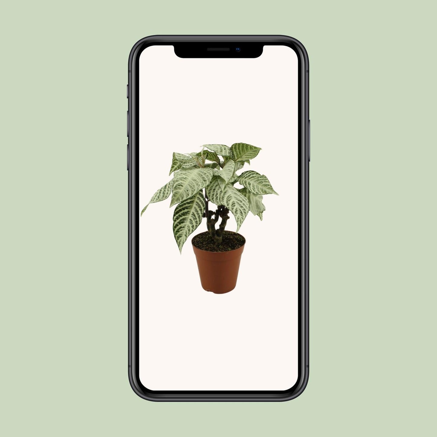 Aphelandra White Wash – Zebrapflanze Ø15cm, 50cm hoch