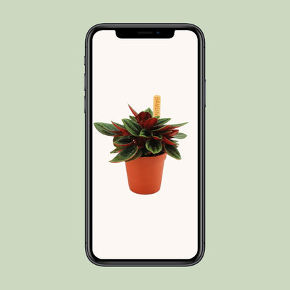 Peperomia Caperata Rosso – kompakte pflegeleichte Zimmerpflanze Ø6cm