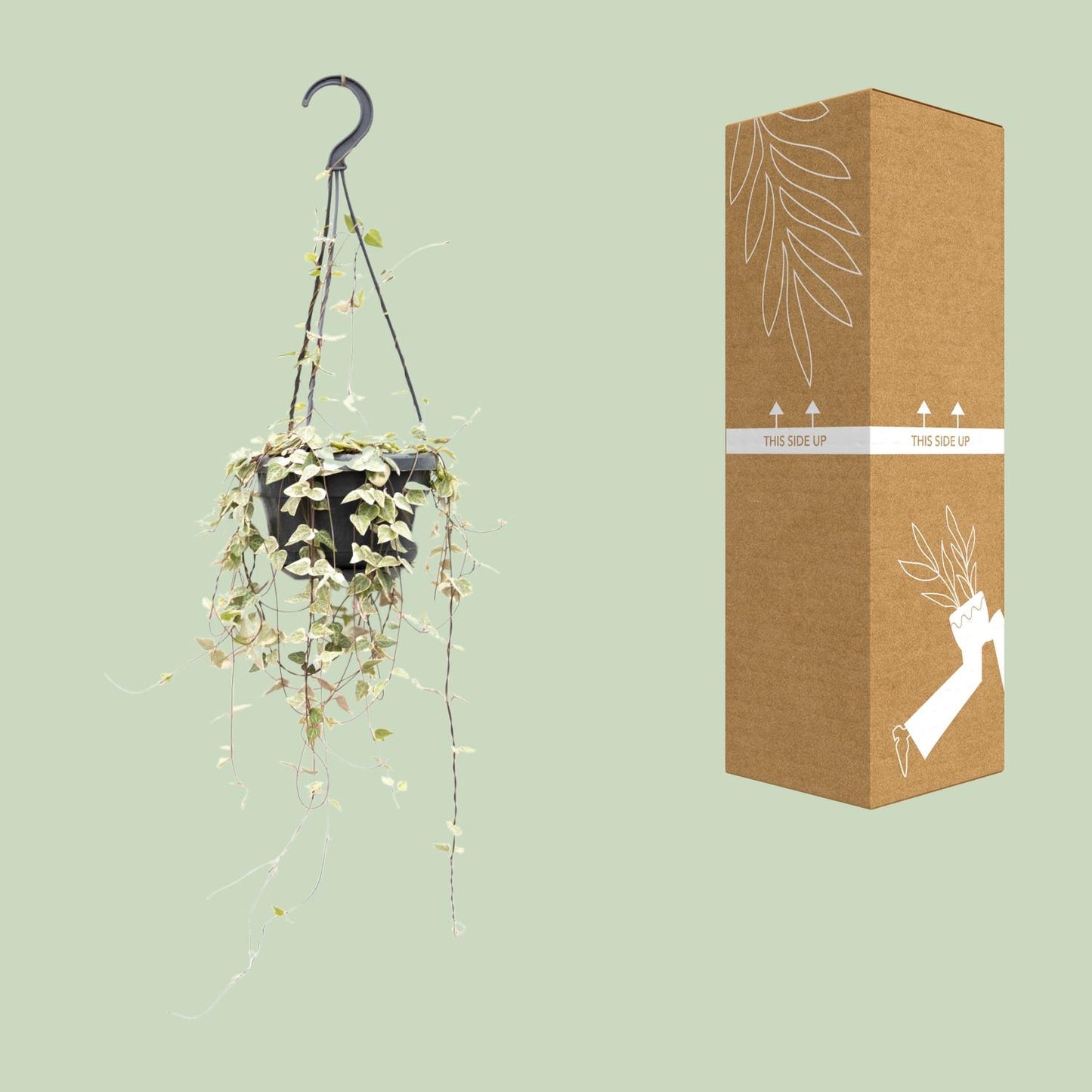 Ceropegia Woodii – Pflegeleichte Herzchenpflanze Ø14cm