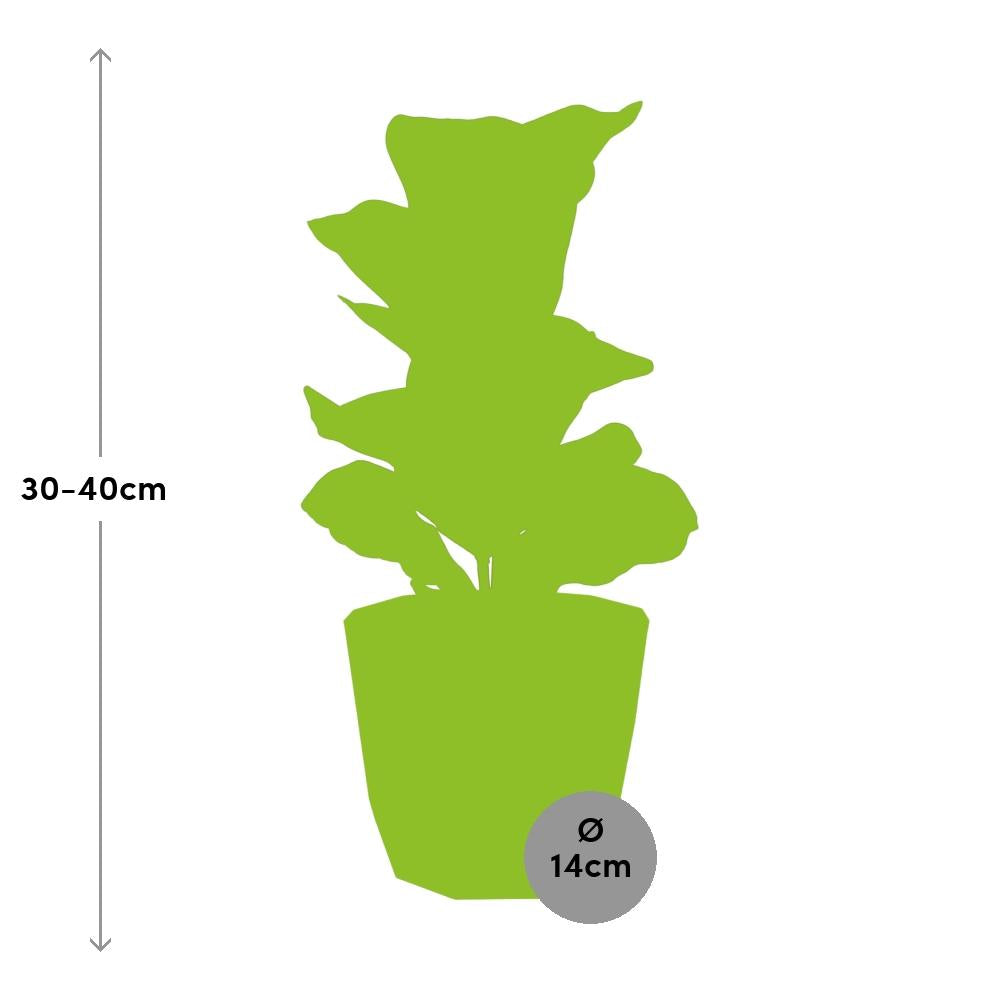 Ficus Lyrata ‘Bambino’ – Pflegeleichter Zimmerbaum 14 cm