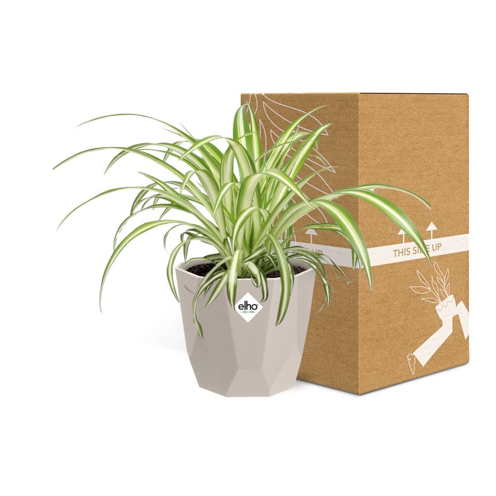 Chlorophytum Comosum Variegatum – Spinnenpflanze 14 cm Topf