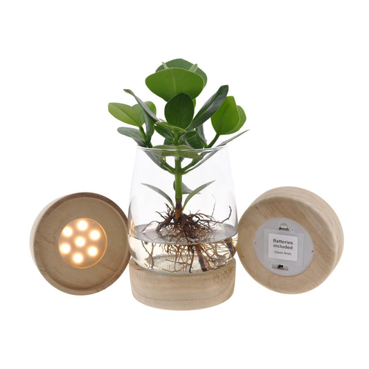 Clusia Hydroponie im Kingston Glas mit LED Ø12cm, 30cm hoch
