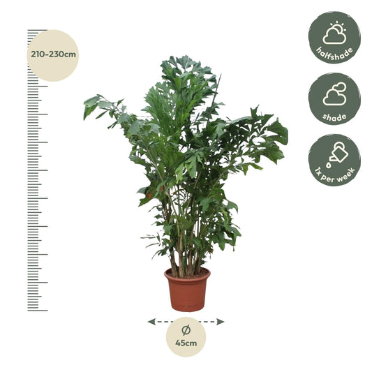 Caryota Mitis - Fischaal-Palme, 220 cm, Ø45 cm