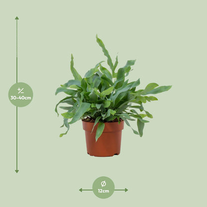 Phlebodium Blue Star – Trendige, pflegeleichte Zimmerpflanze