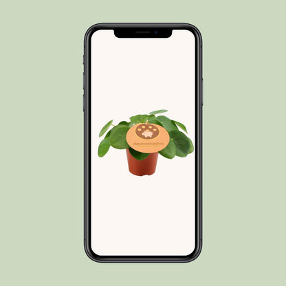 Pilea Peperomioides – Pflegeleichte Zimmerpflanze Ø12 cm