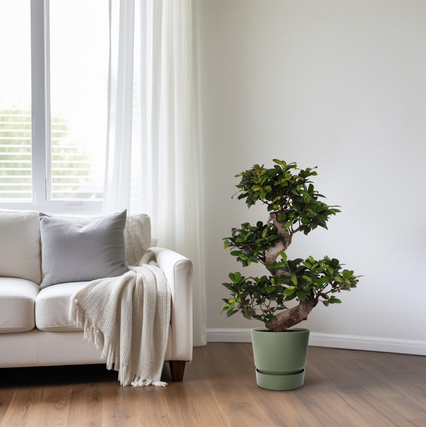 Ficus M. Ginseng – Pflegeleichter Zimmerbaum Ø22cm, 70cm hoch