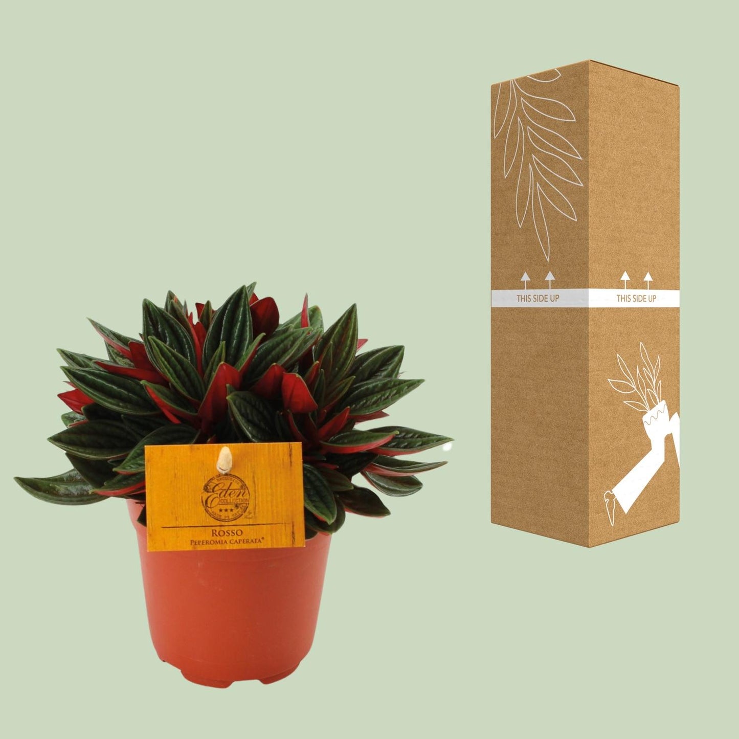 Peperomia Caperata Rosso – kompakte, pflegeleichte Zimmerpflanze Ø11cm