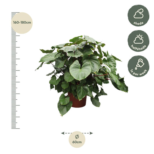 Homalomena Rubescens Maggy – Tropische, pflegeleichte Zimmerpflanze 170 cm