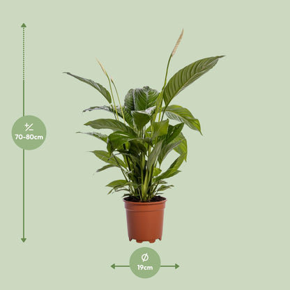 Friedenslilie 'Bingo Cupido' – 80 cm pflegeleicht & elegant