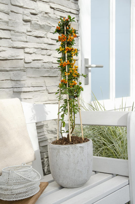 4x Pyracantha 'Orange Glow' – Robuster Feuerdorn mit leuchtenden Beeren