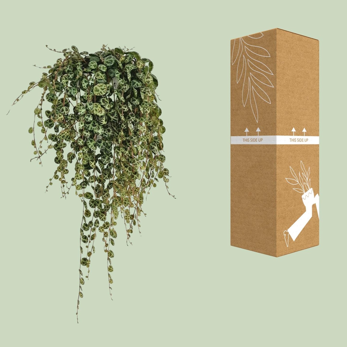 Peperomia Prostrata – pflegeleichte Zimmerpflanze Ø11cm