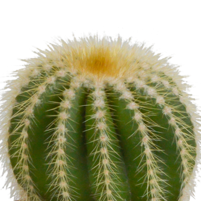 Bolcactus Kakteen-Mischung im weißen Topf 8,5 cm