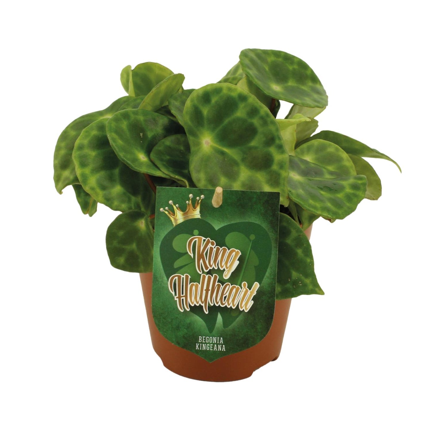 Begonia Kingiana – Exotische und pflegeleichte Zimmerpflanze Ø12cm