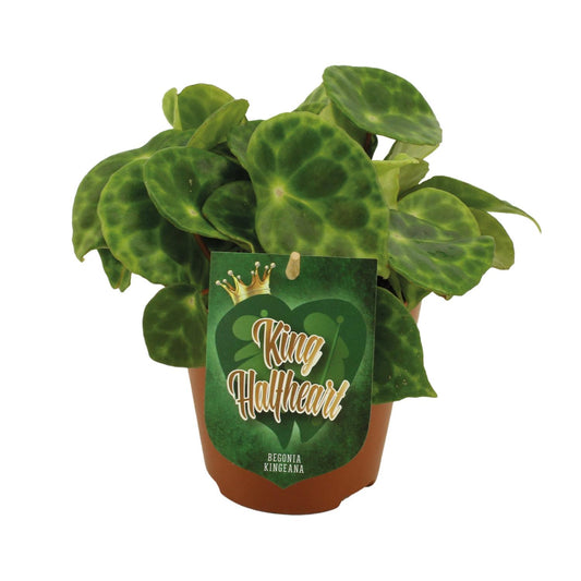 Begonia Kingiana – Exotische und pflegeleichte Zimmerpflanze Ø12cm