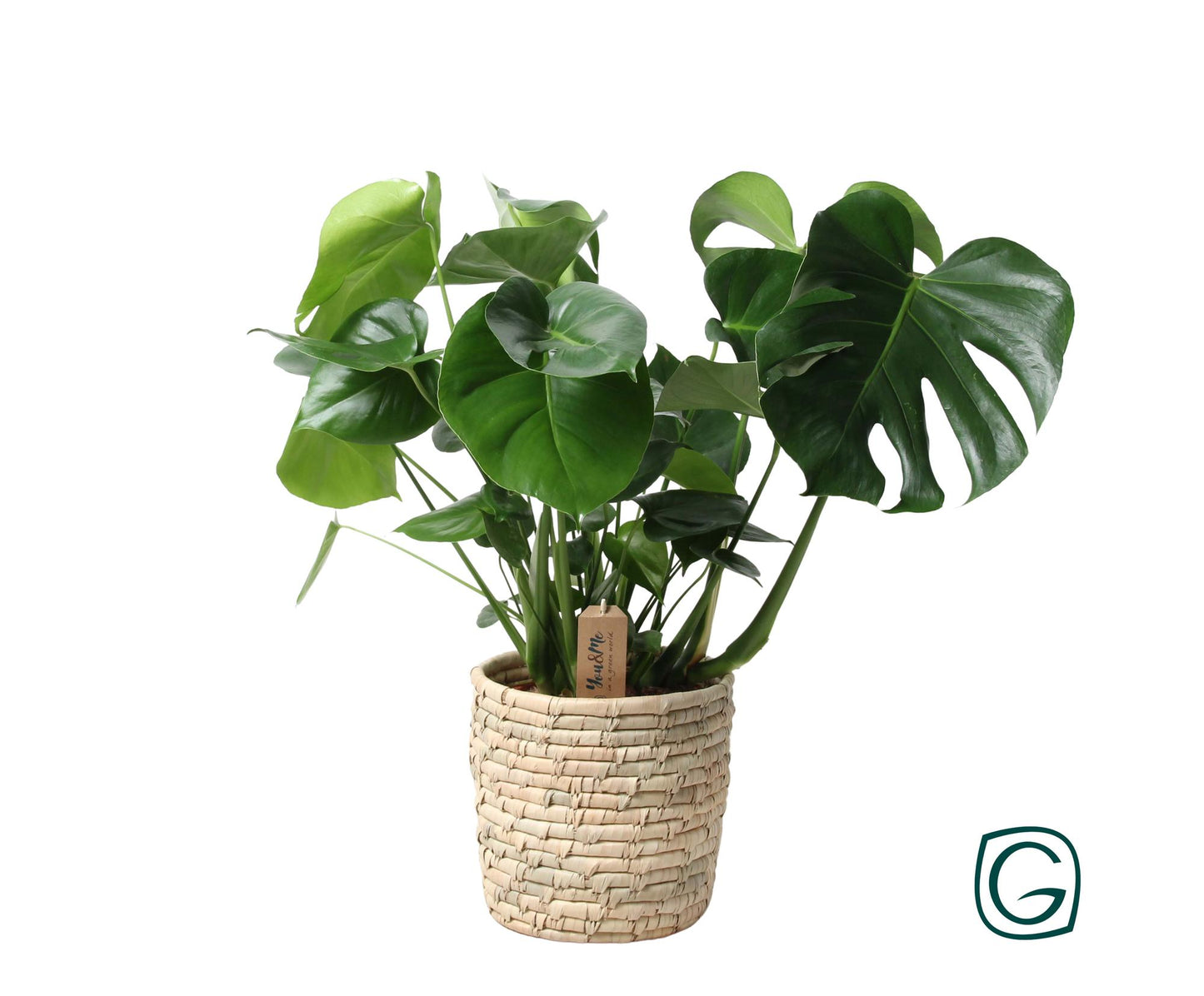 Monstera In Basket Palmleaf – Pflegeleichte Zimmerpflanze Ø21cm