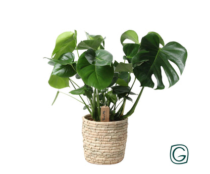 Monstera In Basket Palmleaf – Pflegeleichte Zimmerpflanze Ø21cm