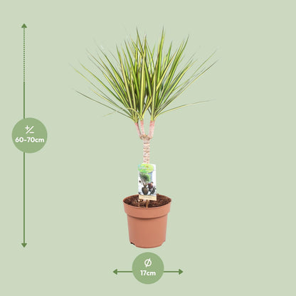 Dracaena Sunray Enkele Stam - Hoogte 65-75 - Ø17cm - ↕65cm
