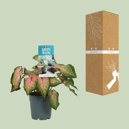 Caladium Roze – Pflegeleichte Engelstrompete Ø12cm, 35cm hoch