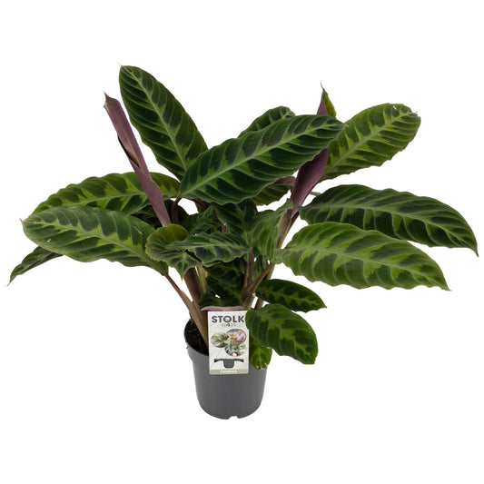 Calathea Warscewiczii – pflegeleichte Trendpflanze Ø14cm