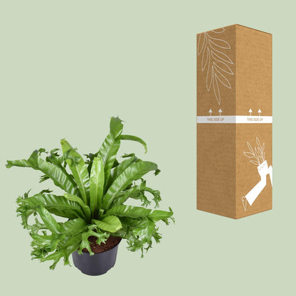 Vogelnestfarn Crissie – Pflegeleichte Zimmerpflanze Ø23cm