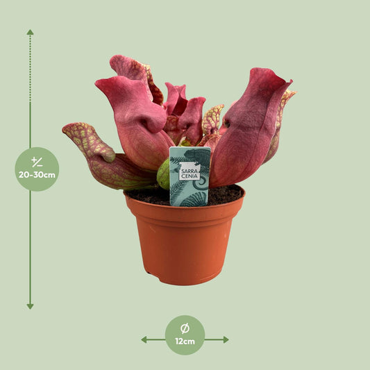 Sarracenia Maroon – Exotische Schlauchpflanze Ø12 cm