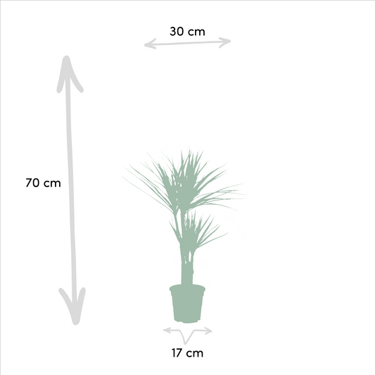 2x Dracaena Zimmerpflanzen – 90 cm, Ø 17 cm, pflegeleicht
