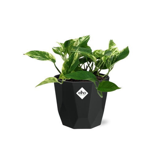 Scindapsus Marble Queen – Pflegeleichte Zimmerpflanze 14cm