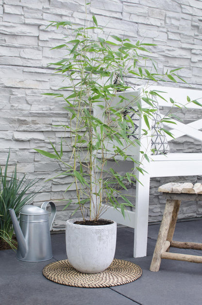 Phyllostachys 'Bissetii' – Winterharter Bambus im Ø14cm Topf