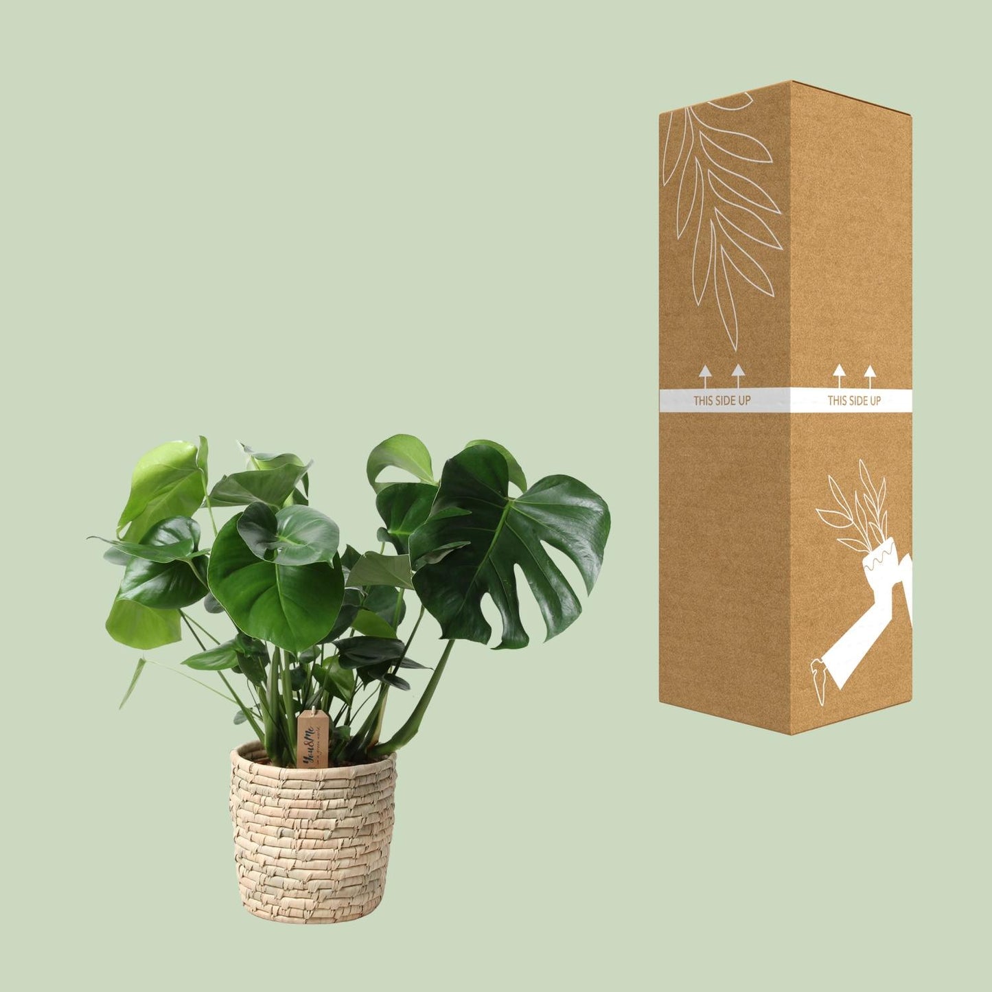 Monstera In Basket Palmleaf – Pflegeleichte Zimmerpflanze Ø21cm