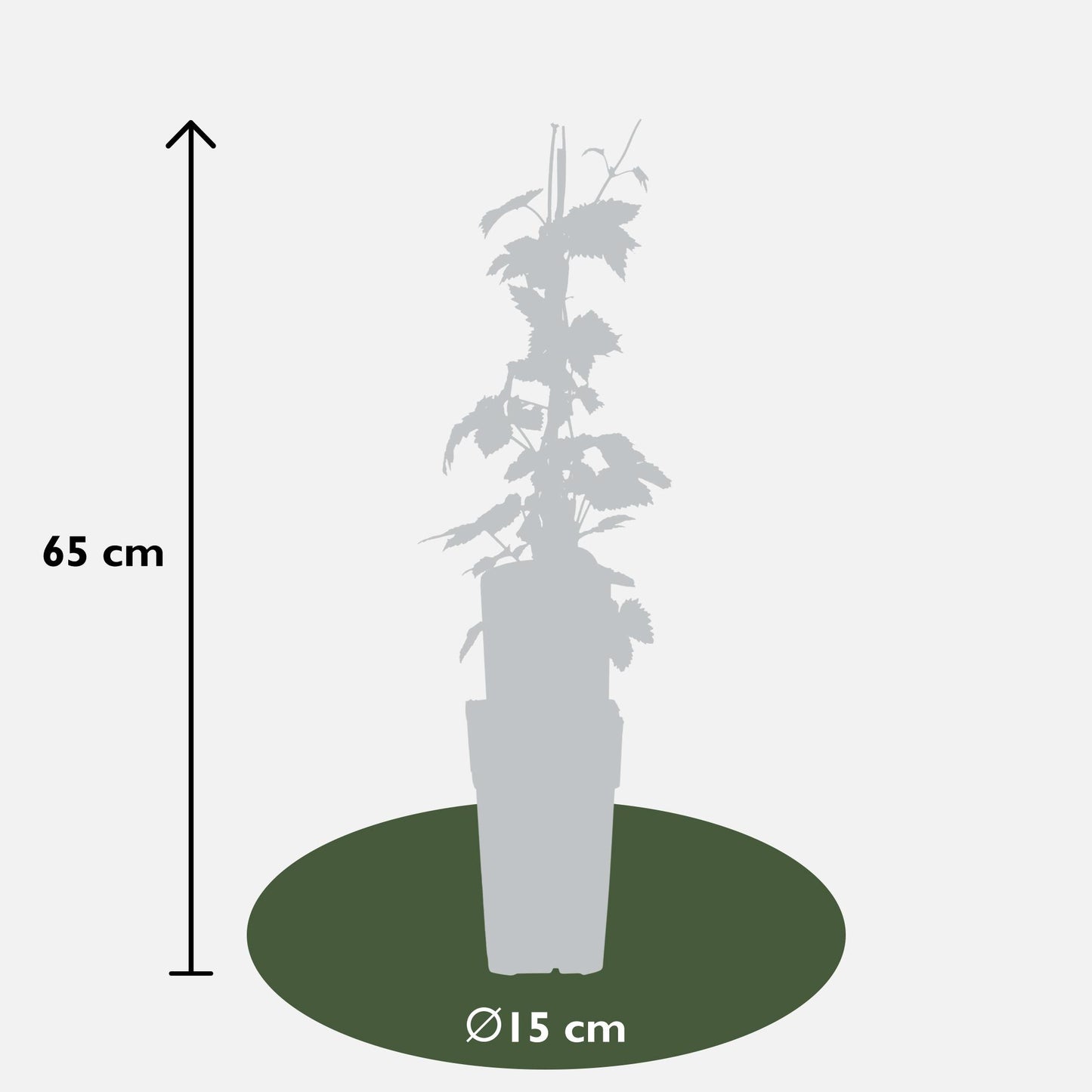 3x Humulus lupulus 'Nordbrau' – Pflegeleichte Hopfenpflanze Ø15cm