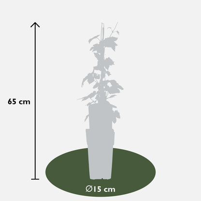 3x Humulus lupulus 'Nordbrau' – Pflegeleichte Hopfenpflanze Ø15cm